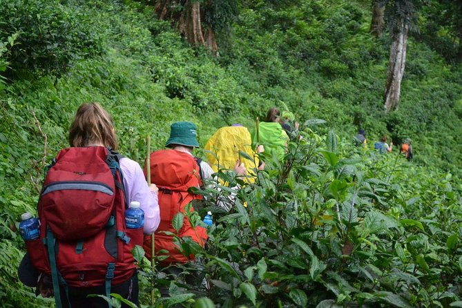 3-Day Chiang Dao Mountain Trek - The Trek Works Because the Guide Works