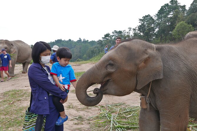 3-in-1: Doi Inthanon Tour, Elephant Sanctuary, and Trekking Trail - The short version: how this 3-in-1 day plays out