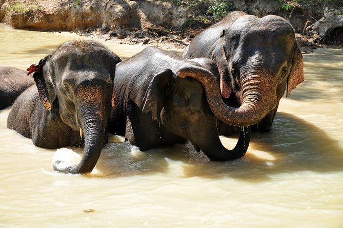 3-in-1: Doi Inthanon Tour, Elephant Sanctuary, and Trekking Trail - Living Green Elephant Sanctuary: a close-up encounter with clear rules