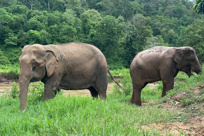 4 in 1 Elephants Long Neck Rafting and Sticky Waterfall Tour - Sticky Waterfall (Bua Thong): Walking Up a Limestone Wonder