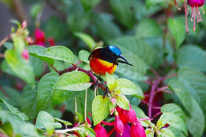 Bird Watching Doi Inthanon - Why Doi Inthanon Birding Feels Efficient, Not Chaotic