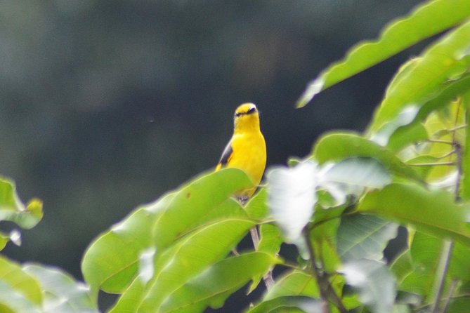 Bird Watching Doi Inthanon - Small Group Benefits You Actually Notice on the Trail