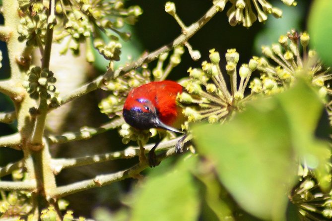 Bird Watching Doi Inthanon - Value for Money: What You Pay for and What You Get Back