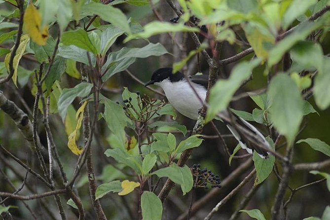 Bird Watching Doi Inthanon - Who This Tour Suits Best (And Who Might Feel Mismatched)
