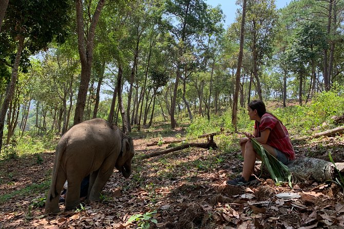 Care Pride Elephants: Full-Day Tour Experience - Key highlights worth planning around