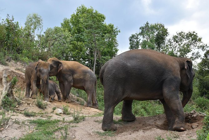 Care Pride Elephants: Full-Day Tour Experience - Elephant Pride Sanctuary: a protected space built for elephant life
