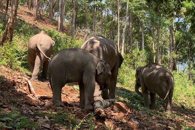 Care Pride Elephants: Full-Day Tour Experience - The day’s flow: feeding, walking, lunch, then mud and river
