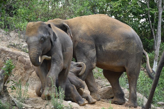 Care Pride Elephants: Full-Day Tour Experience - Group size, pace, and the “do I want action?” question