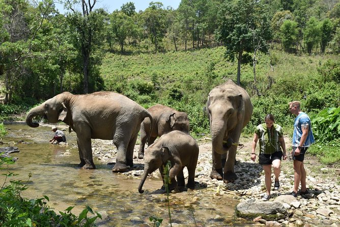 Care Pride Elephants: Full-Day Tour Experience - What to bring and what to expect (so the day stays fun)