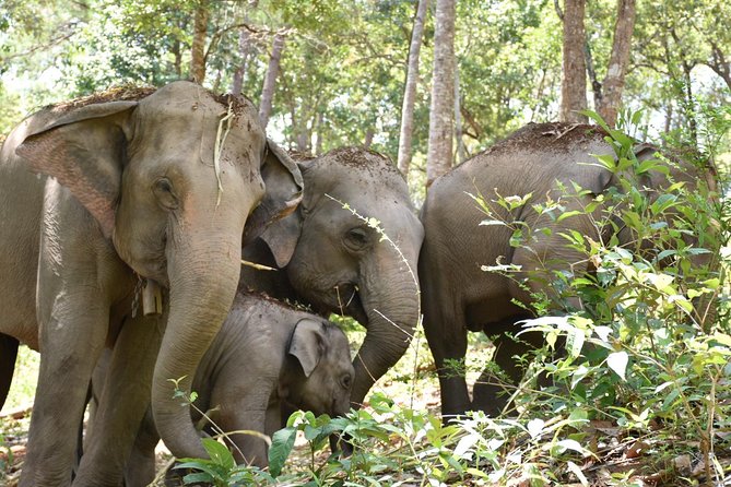 Care Pride Elephants: Full-Day Tour Experience - Who should book this tour