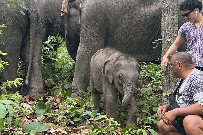 Chiang Mai 1 Day: Elephant Sanctuary, Waterfall & Bamboo Rafting - What to expect during feeding, jungle walking, and bathing