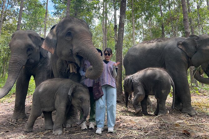 Chiang Mai 1 Day: Elephant Sanctuary, Waterfall & Bamboo Rafting - Transport, group size, and what the $77.99 actually buys