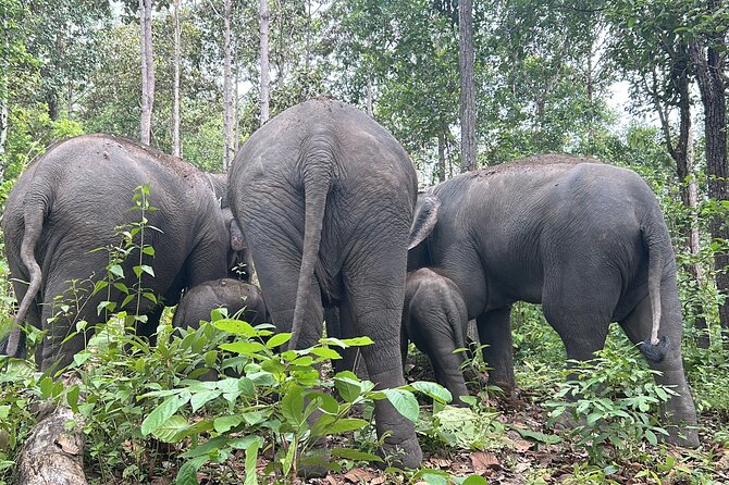 Chiang Mai 1 Day: Elephant Sanctuary, Waterfall & Bamboo Rafting - Doi Inthanon Elephant Sanctuary: ethical rules that actually shape the day