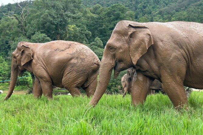 Chiang Mai 3 in 1 Zipline, Elephants and Sticky Waterfall - Bua Thong Sticky Waterfall: walking up the limestone instead of just watching