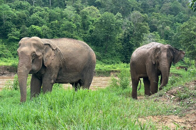 Chiang Mai 3 in 1 Zipline, Elephants and Sticky Waterfall - What it feels like as a full 7-hour adventure