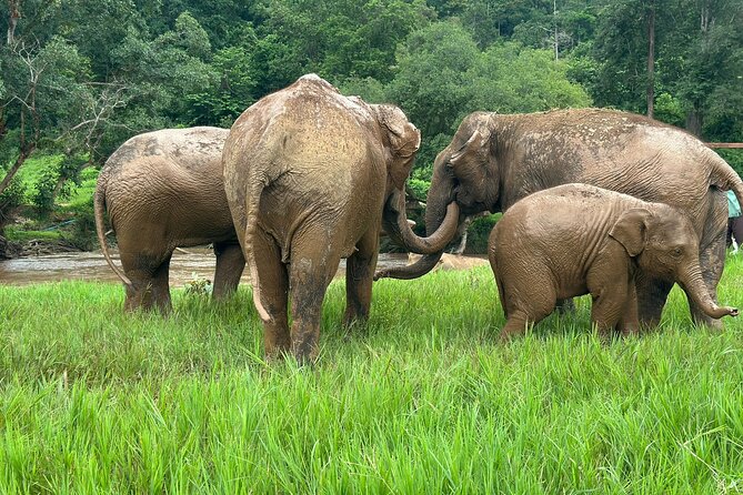Chiang Mai 3 in 1 Zipline, Elephants and Sticky Waterfall - Price and value: what you get for about $120
