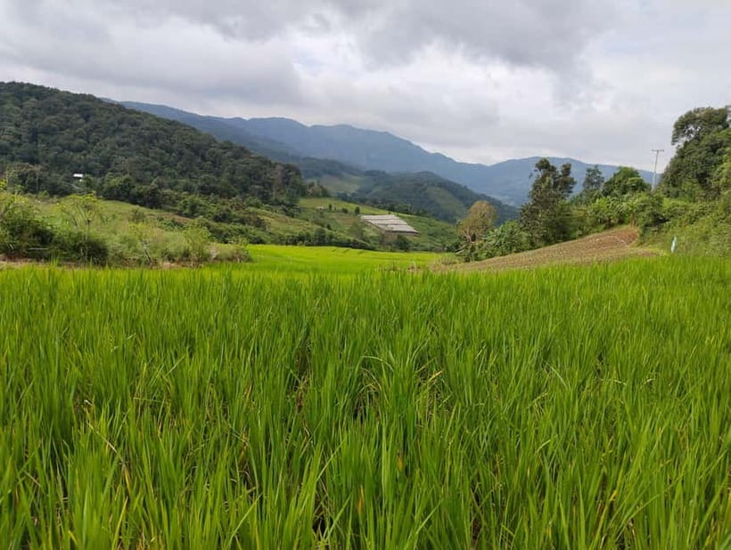 Chiang Mai Authentic Trekking - Why This Chiang Mai Trek Feels Different Than Usual Tours