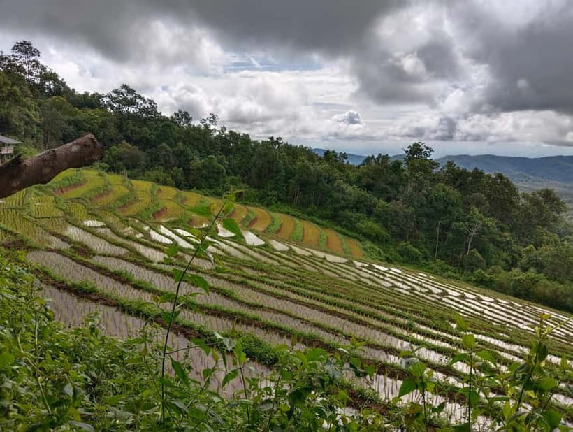 Chiang Mai Authentic Trekking - Hill Tribe Farms After Lunch: Coffee and Fruit on the Path