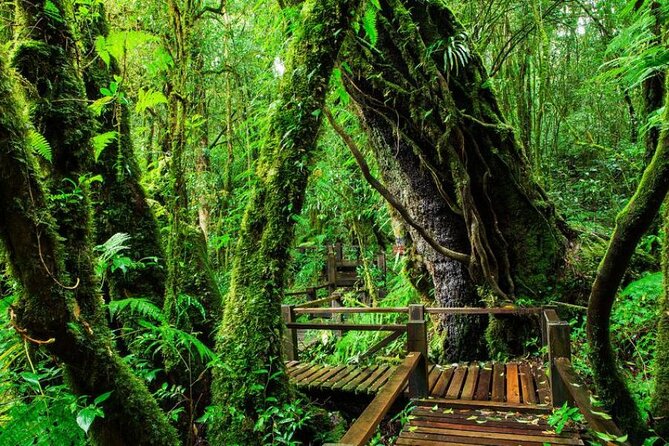 Chiang Mai - Doi Inthanon Full day Tour - Ang Ka Nature Trail: an easy walk that actually fits the day