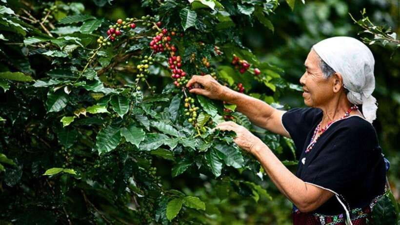 Chiang Mai: Doi Inthanon National Park Sightseeing Only - Key highlights worth your attention