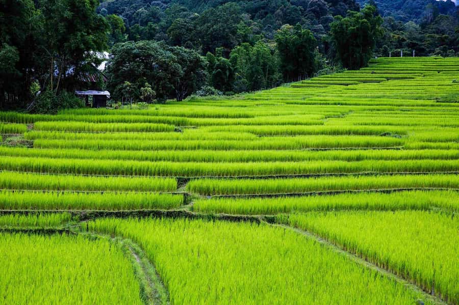 Chiang Mai: Doi Inthanon National Park, Waterfall & Lunch - What the flora and wildlife vibe actually means