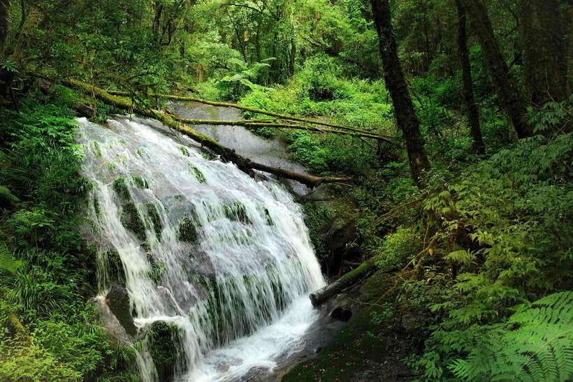 Chiang Mai: Doi Inthanon Park Tour & Kew Mae Pan Trail Hike - Kew Mae Pan Nature Trail hike: undulating, scenic, and the main event