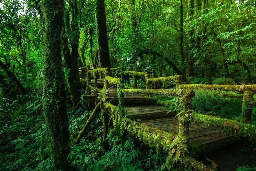 Chiang Mai: Doi Inthanon Park Tour & Kew Mae Pan Trail Hike - What to pack (and what to avoid) for a cold, walk-heavy day