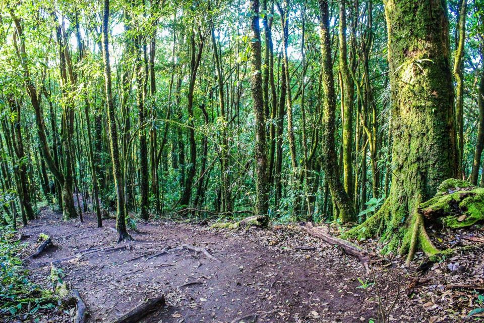 Chiang Mai: Doi Inthanon, Waterfalls, & Tribal Villages Tour - Should You Book This Doi Inthanon Day Tour?
