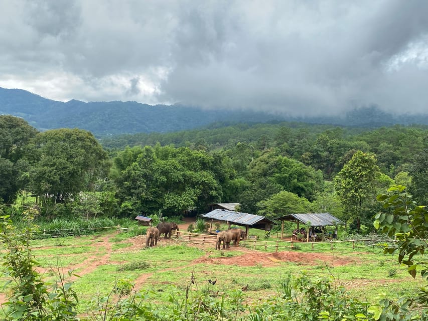Chiang Mai: Elephant Dream Project Sanctuary - Half-Day - Key highlights you’ll care about