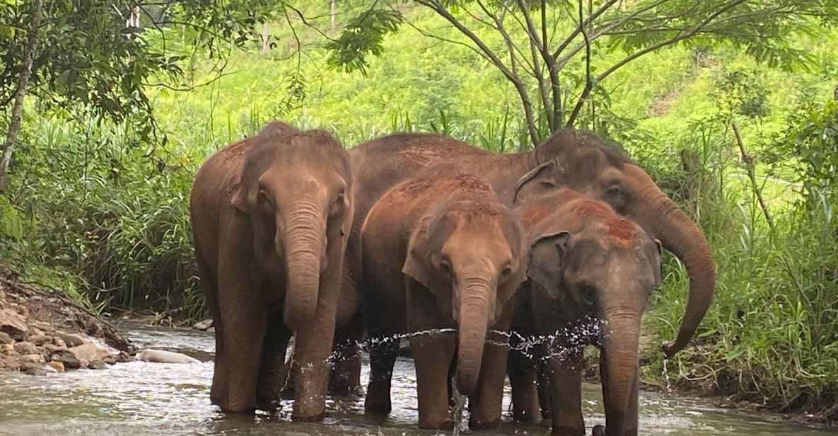 Chiang Mai: Elephant Dream Project Sanctuary - Half-Day - Learning about Asian elephants: the guide’s role in making it meaningful