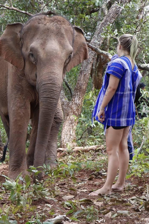 Chiang Mai: Elephant Dream Project Sanctuary - Half-Day - Village time and Thai lunch: the human side of the day