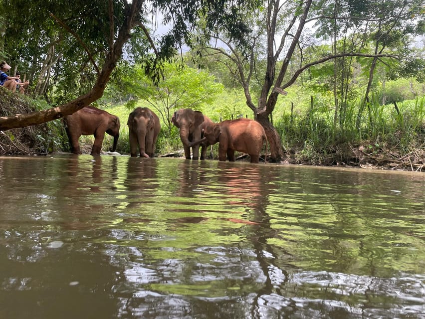 Chiang Mai: Elephant Dream Project Sanctuary - Half-Day - Return drive to Chiang Mai: what to do with your energy