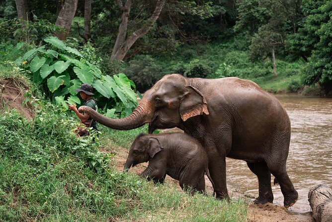 Chiang Mai Elephant Sanctuary, Bamboo Rafting and Waterfall Tour - Key highlights at a glance
