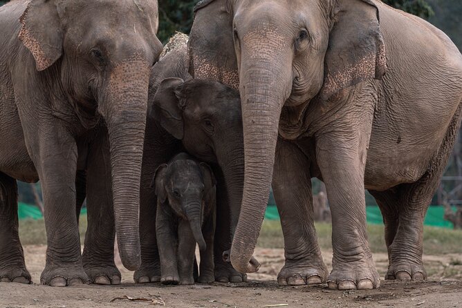 Chiang Mai Elephant Sanctuary, Bamboo Rafting and Waterfall Tour - Bamboo rafting with 8Adventures: a calm close after water and walking