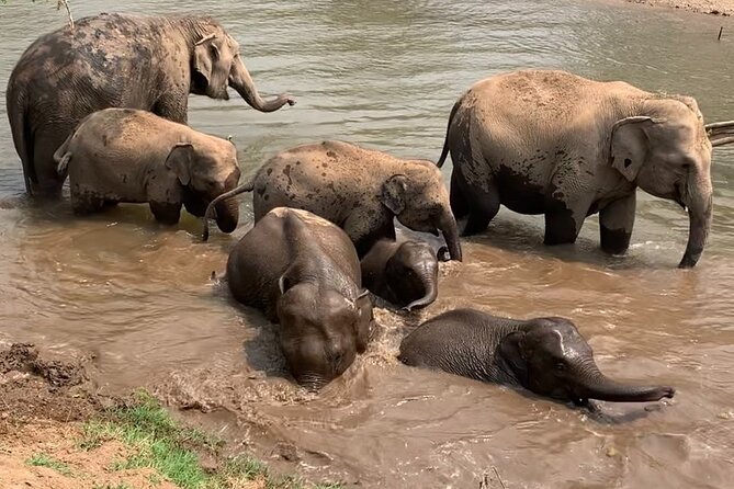 Chiang Mai Elephant Sanctuary, Bamboo Rafting and Waterfall Tour - Guides can make or break the day: Paul, Fluke, Dam, and Poppy