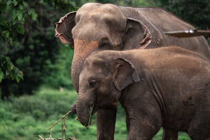Chiang Mai Elephant Sanctuary, Bamboo Rafting and Waterfall Tour - How the day flows: timing, travel, and group size