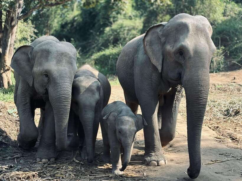 Chiang Mai: Elephant Sanctuary Feeding Program Half-Day Tour - Key Highlights You’ll Care About