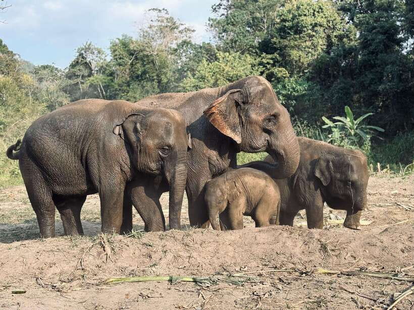 Chiang Mai: Elephant Sanctuary Feeding Program Half-Day Tour - Orientation at Pon Elephant Thailand: etiquette before you feed