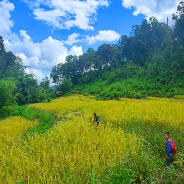 Chiang Mai: Elephant Sanctuary & Jungle Trek w/ Waterfall - Mae Wang Waterfall hike: short trek, real payoff