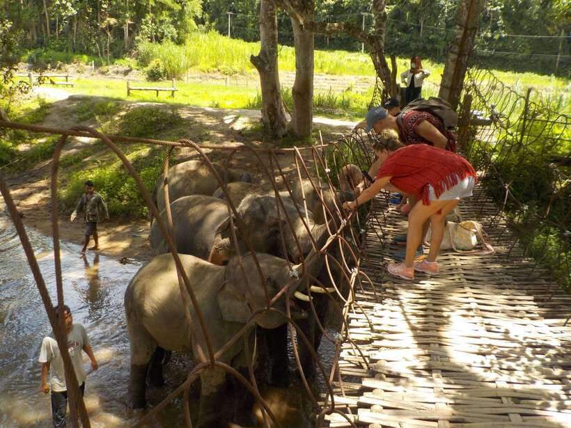 Chiang Mai: Elephant Sanctuary Local Hill Tribe Caretakers - Thai lunch at the sanctuary: simple food, good timing
