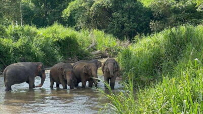 Chiang Mai: Elephant Sanctuary, Monk Trail & Doi Suthep Tour - Hotel pickup, ride times, and how the 1-day pace feels