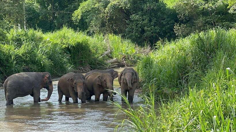 Chiang Mai: Elephant Sanctuary, Monk Trail & Doi Suthep Tour - Hotel pickup, ride times, and how the 1-day pace feels