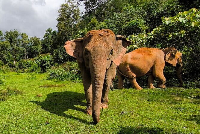 Chiang Mai Elephant Sanctuary Observation and Bamboo Rafting - Key moments that make this combo tour worth it
