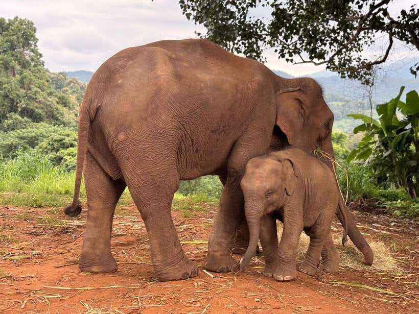 Chiang Mai: Elephant Sanctuary & Waterfall Group Tour - Feeding and walking: where the real connection happens