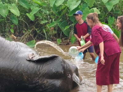 Chiang Mai: Elephants, Sticky Waterfalls, Market and Temple - Pickup, Van Comfort, and How the Day Flows
