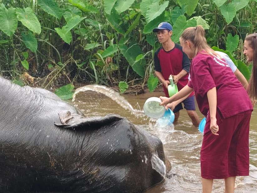Chiang Mai: Elephants, Sticky Waterfalls, Market and Temple - Pickup, Van Comfort, and How the Day Flows