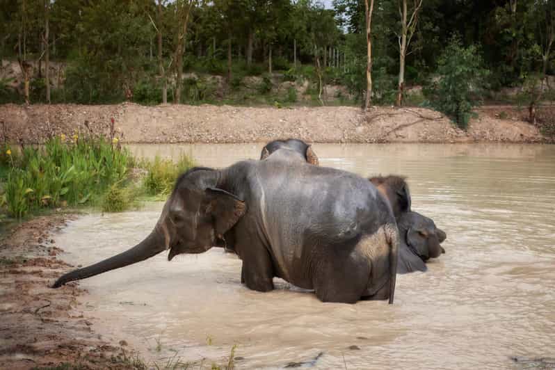 Chiang Mai: Ethical Elephant Encounter Feeding Program - Arriving at the Sanctuary: Timing, Check-In, and What to Bring