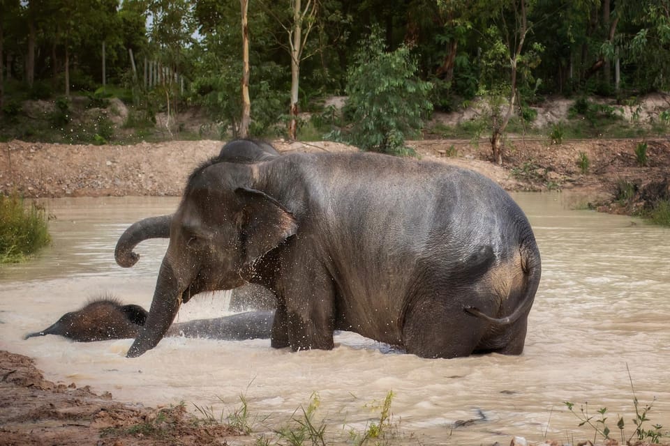 Chiang Mai: Ethical Elephant Encounter Feeding Program - Feeding Rescued Elephants: The Part Most People Remember