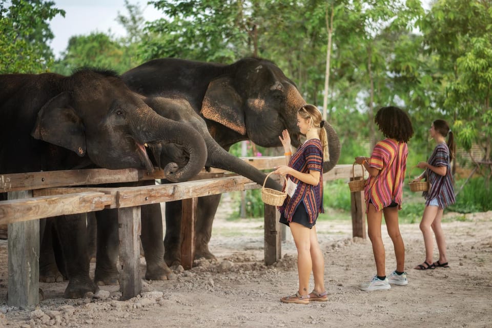 Chiang Mai: Ethical Elephant Encounter Feeding Program - The Guide Portion: Learning Elephant Behavior and Communication