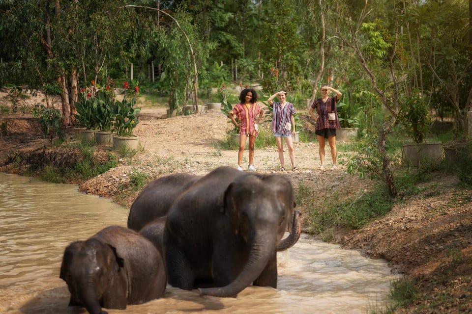 Chiang Mai: Ethical Elephant Encounter Feeding Program - Photography: When a Camera Moment Happens